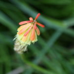 Jardim Botanico do Faial - isola di Faial (Azzorre)