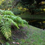 Jardim Botanico do Faial - isola di Faial (Azzorre)