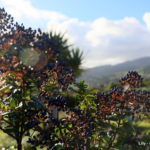 Jardim Botanico do Faial - isola di Faial (Azzorre)