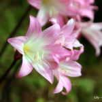 Amaryllis Belladonna (meninas para escola) - Reserva Florestal de Recreio da Falca - isola di Faial (Azzorre)