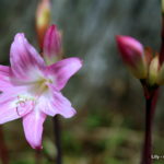 Amaryllis Belladonna (meninas para escola) - Reserva Florestal de Recreio da Falca - isola di Faial (Azzorre)