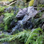 Jardim Botanico do Faial - isola di Faial (Azzorre)