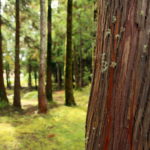 Cryptomeria Japonica (cedro giapponese) - Reserva Florestal de Recreio da Falca - isola di Faial (Azzorre)
