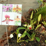 Jardim Botanico do Faial - isola di Faial (Azzorre)