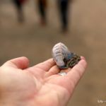 Physalia Physalis (caravela portuguesa) - Praia de Porto Pim - Horta - isola di Faial (Azzorre)