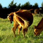 Mucche felici - Ponta da Ribeirinha - isola di Faial (Azzorre)